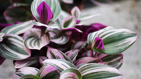 tradescantia moisture meter|tradescantia care indoors.